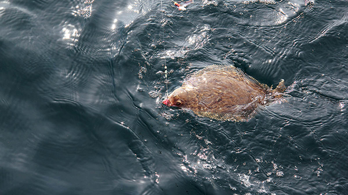 宮城県亘理町／仙台湾のカレイ釣り | つり人オンライン